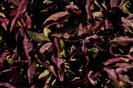 Penstemon naparstnicowaty